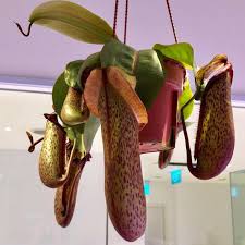 Pitcher plants are perennials that thrive in full sun with ample water, and they do best in acid soil. Monkey Cup Plants Nepenthes Care Guide