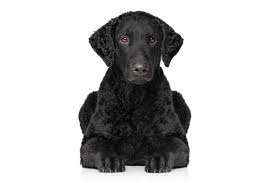 They will be vet checked, 1st vaccination and. Curly Coated Retriever Dog Breed Information Pictures Characteristics Facts Dogtime