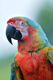 parrot images free on freepik