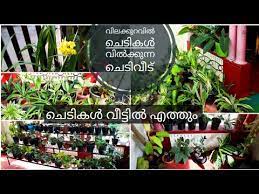 Nursery Tour Malayalam Nursery Plants