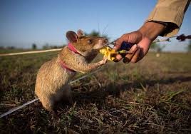 From Land Mines To Cancer Animals Incredible Sense Of