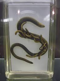 Pregnant Slow worm wet specimen - ZooChat