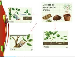 las plantas reproduccion