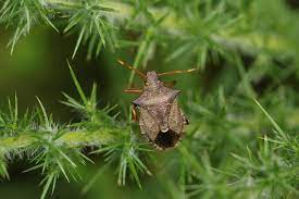 how to get rid of stink bugs and keep