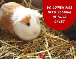 Guinea Pigs Need Bedding In Their Cage