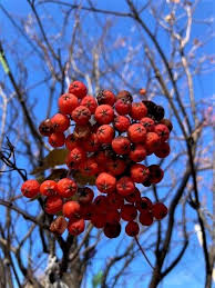 mountain ash berries rowan berry 8