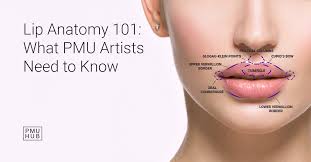 lip anatomy for pmu lip shape nerves