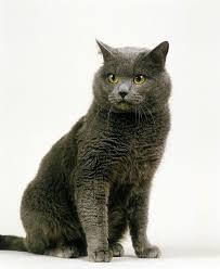 chartreux cat breed size appearance