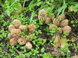 grow morel mushrooms at home