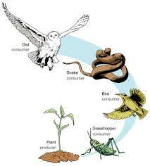 Image result for What is a food chain ?