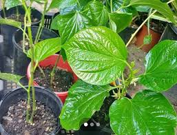 betel leaf plant plants gumtree