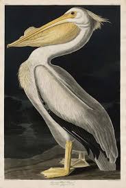 American White Pelican, 1836 | Reproduceri de tablouri celebre pentru perete