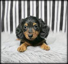 Petland kansas city has dachshund puppies for sale! Petland Overland Park Has Dachshund Puppies For Sale Check Out All Our Available Puppies Dachshund Pe Puppies Dachshund Puppies For Sale Puppies For Sale