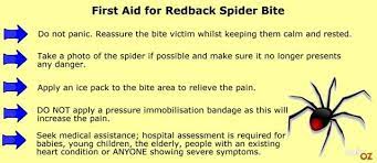 The bite of a redback in particular, is said to require medical treatment in approximately 20% of cases. Bitten By A Redback Spider In Australia Ouch But What S It Really Like