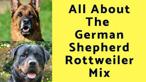 What you're left with is a dog that is smart, loyal, fun, and loving. Rottweiler Vs German Shepherd Mississippi Rottweilers