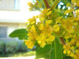 To make your yellow flowers bloom as brightly as possible, give your plants the recommended amount of sun or shade. Tristaniopsis Laurina Water Gum Kanooka Tree From Australia Stock Photo Picture And Royalty Free Image Image 37913626