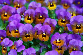 Pansy Wallpapers - Top Free Pansy ...