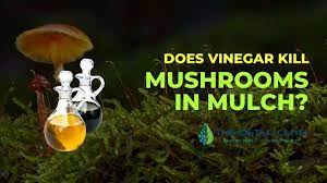 mushrooms in mulch
