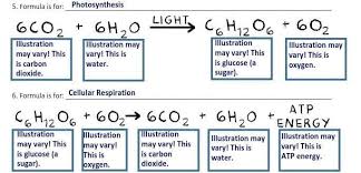 Photosynthesis Or Cellular Respiration