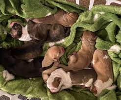 We hope you will find the cutest and adorable puppy i give them the very best start. The Truth About Craigslist S Free Animals Vegnews