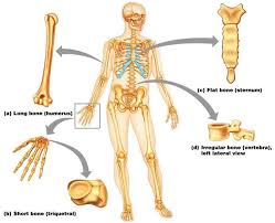 We have 1 possible answer for the clue bones, in anatomy which appears 2 times in our database. Skeletal Anatomy Mr Wolf