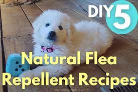 natural flea repellent recipes for dogs