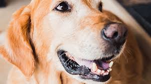 We include products we think are useful for our readers. What Is Canine Melanoma Metropolitan Veterinary Associates