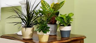 Vastu Tips Indoor Plants