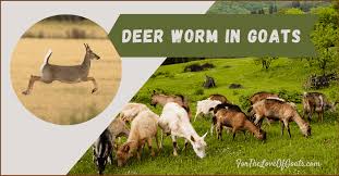 deer worm in goats