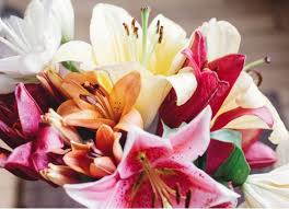 are lilies poisonous to dogs petmd