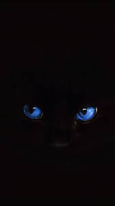 Black Cat Red Eyes Vb Animals