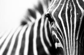 are black and white colors adobe