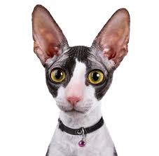 One female is left for reservation now. Cornish Rex Kittens For Sale Adoptapet Com