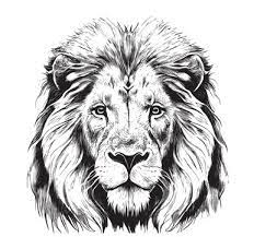 lion head sketch images browse 28 935