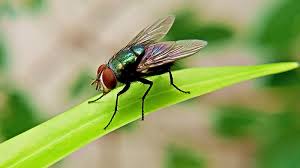 13 best ways to get rid of flies