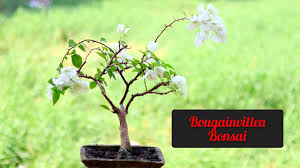 bougainville bonsai how to make a