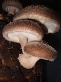 is-shiitake-a-type-of-mushroom