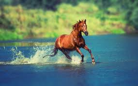 running horse in water hd s 4k