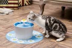 can-cats-see-water-in-a-bowl