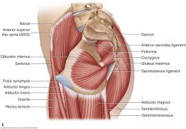 pelvic floor muscles learn muscles
