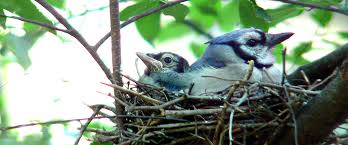 bluejay backyard birds wild about birds