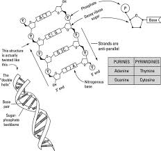the structure of dna dummies
