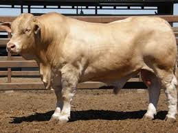 Zebu cattle breeds | brahman brahman bos indicus zebu is a cattle breed result. Charbray Breed Attributes Cattle Ranching Beef Cow Animals