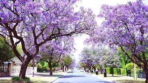Australian native garden australian native flowers australian plants flowers nature wild flowers small flowers purple flowers spring flowers a highly decorative small native rainforest tree with attractive bronzy maroon new growth and broad shiny green leaves. Beautiful Purple Flower Jacaranda Tree Lined Street In Full Bloom Photograph By Milleflore Images