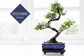 Bonsai Tree Care For Beginners Ftd Com
