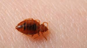 bed bugs get stopped in their tracks