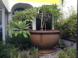 Frangipani In Giant Pot Vasos Jardim