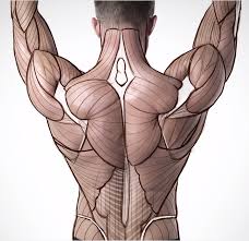 Upon completion, you'll have an understanding of how to draw the forms to invent your own characters or improve your life drawings. Anatomy Construction Back Muscles Anatomy For Artists Human Anatomy For Artists Anatomy Reference
