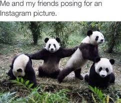 15 amazing panda memes you must laugh