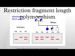 Restriction fragment length polymorphism is a technique that exploits variation in homologous dna sequences. Restriction Fragment Length Polymorphism Youtube